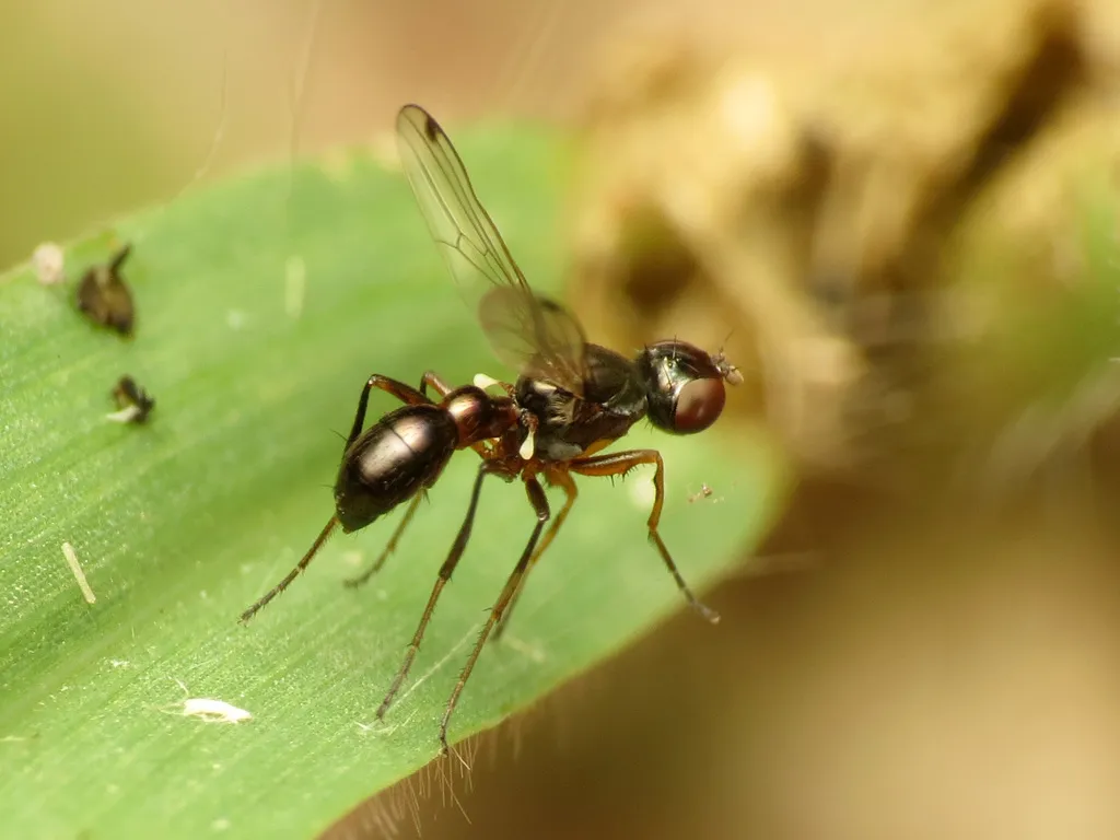 Sepsis neocynipsea - photo 3