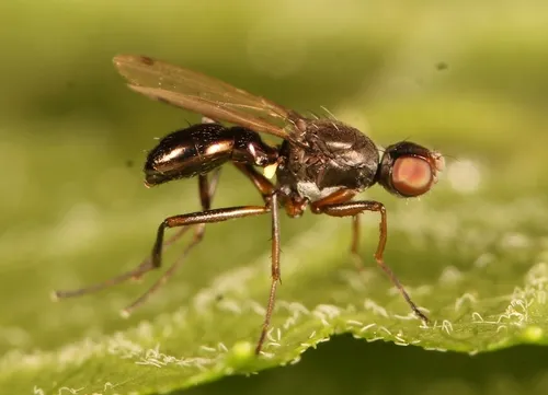 Sepsis violacea