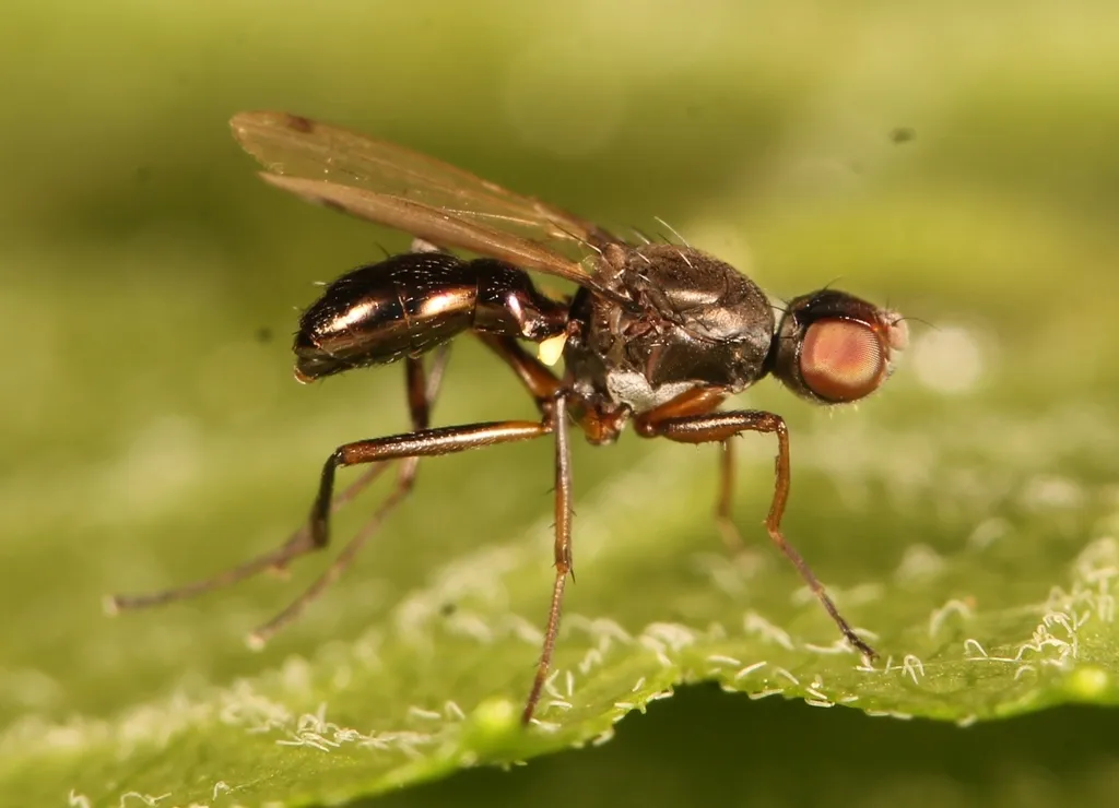 Sepsis violacea - photo 2
