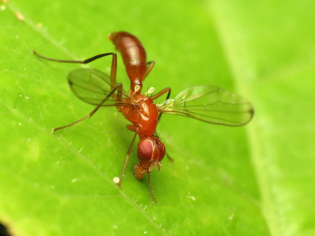 Sepsisoma flavescens - photo 2