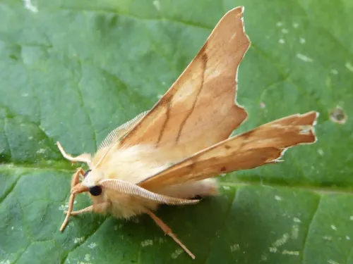 September Thorn