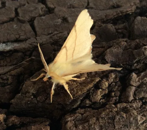September Thorn - photo 2