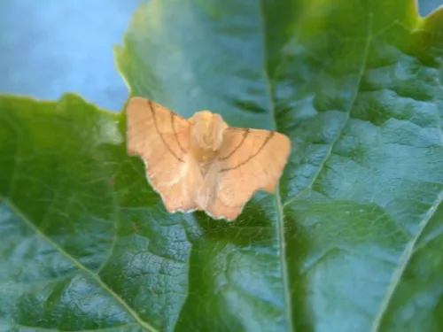 September Thorn - photo 3