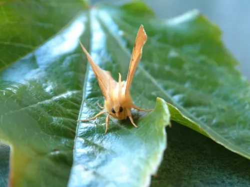 September Thorn - photo 5