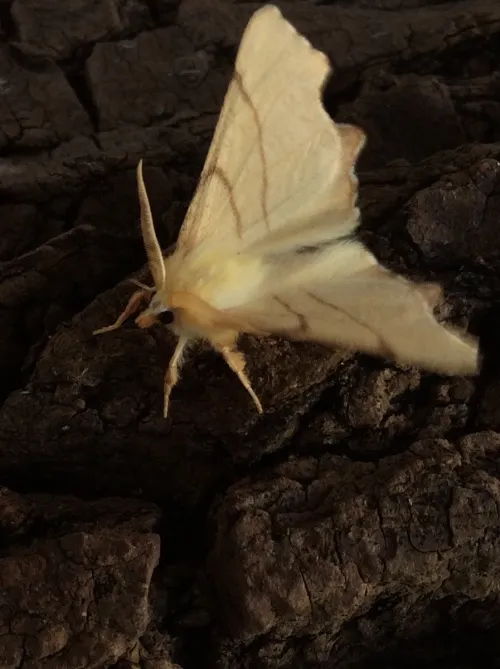 September Thorn - photo 6