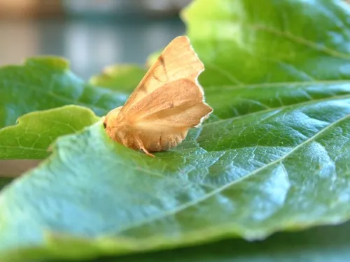 September Thorn - photo 7