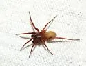 Septentrinna bicalcarata