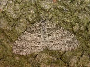 The Seraphim - Lobophora halterata