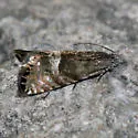 Speckled Sereda - Hodges#3425