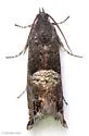Speckled Sereda - Hodges#3425 - photo 5