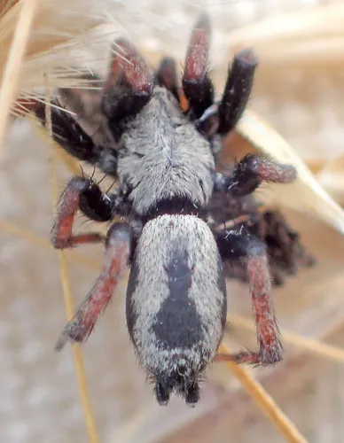 Sergiolus angustus - photo 2