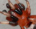 Sergiolus capulatus
