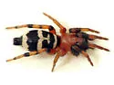 Sergiolus capulatus - photo 2