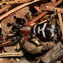 Sergiolus capulatus - photo 3