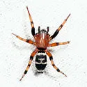 Sergiolus capulatus - photo 4