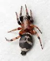 Sergiolus capulatus - photo 5