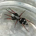 Sergiolus columbianus