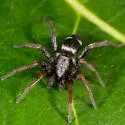 Sergiolus columbianus - photo 3