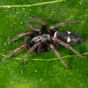 Sergiolus columbianus - photo 4