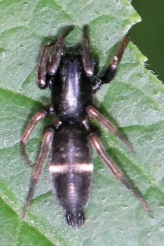 Sergiolus cyaneiventris