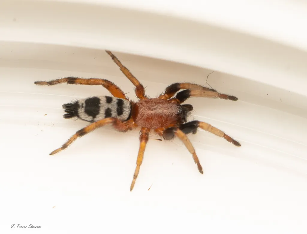 Sergiolus decoratus - photo 2
