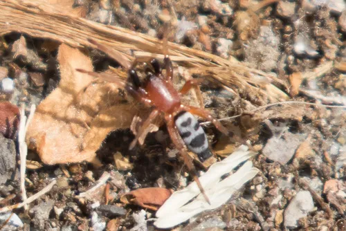 Sergiolus decoratus - photo 4