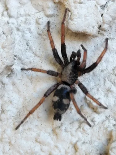 Sergiolus montanus