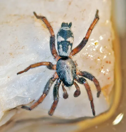 Sergiolus montanus - photo 3