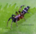 Sergiolus ocellatus