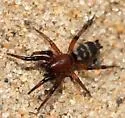 Sergiolus ocellatus - photo 2