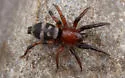 Sergiolus ocellatus - photo 3