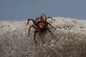 Sergiolus ocellatus - photo 4