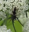 Sergiolus unimaculatus - photo 2