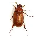 Serica aemula