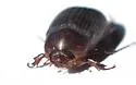 Serica anthracina