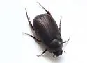 Serica anthracina - photo 2
