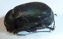 Serica anthracina - photo 5