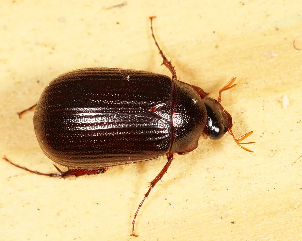 Serica atracapilla - photo 2