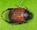 Serica blatchleyi