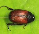 Serica blatchleyi - photo 2