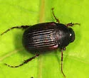 Serica blatchleyi - photo 3