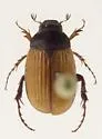 Serica blatchleyi - photo 4