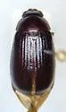 Serica campestris