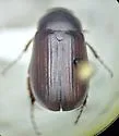 Serica curvata