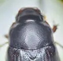 Serica curvata - photo 2