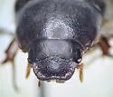 Serica curvata - photo 4