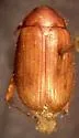 Serica falcata