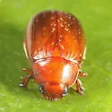 Serica georgiana - photo 3