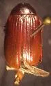 Serica georgiana - photo 5