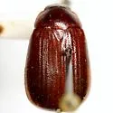 Serica intermixta - photo 2